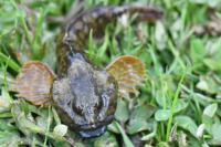 Cottus