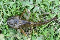Cottus
