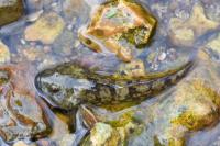 Cottus