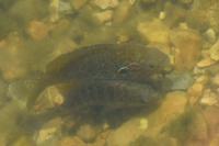 Lepomis gibbosus