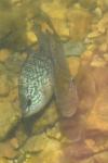 Lepomis gibbosus