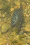 Lepomis gibbosus