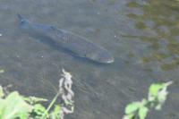 Squalius cephalus