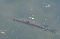 Esox lucius