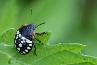Nezara viridula