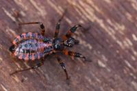 Rhynocoris annulatus