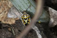 Eurydema ornata