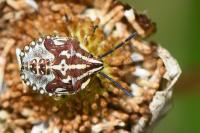 Carpocoris