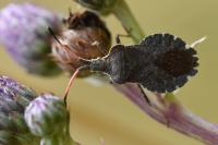 Enoplops scapha