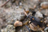 Capsodes flavomarginatus