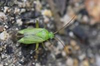 Closterotomus norwegicus