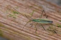 Megaloceroea recticornis