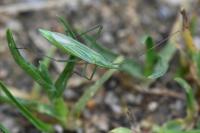 Megaloceroea recticornis