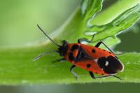 Melanocoryphus albomaculatus