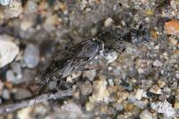 Heterogaster urticae