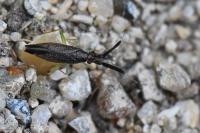 Heterotoma planicornis