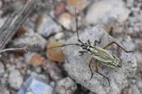 Leptopterna dolabrata