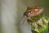 Carpocoris purpureipennis