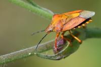 Carpocoris purpureipennis