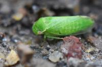 Iassus scutellaris