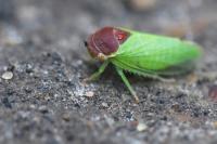 Iassus scutellaris