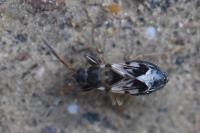 Scolopostethus affinis