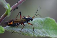 Miris striatus