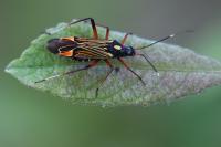 Miris striatus