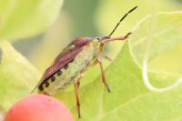 Carpocoris