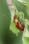 Deraeocoris ruber