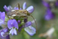 Adelphocoris lineolatus