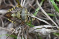 Carpocoris purpureipennis