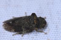 Ledra aurita