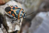 Eurydema ornata