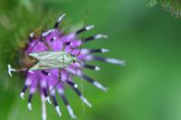 Adelphocoris quadripunctatus
