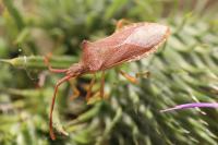 Gonocerus acuteangulatus