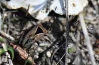 Xanthochilus quadratus