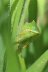 Stictocephala alta