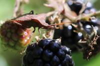 Coreus marginatus
