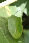 Nezara viridula