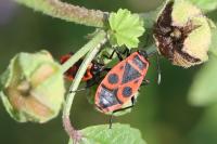 Pyrrhocoris apterus
