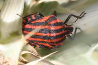 Graphosoma italicum