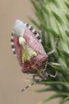Dolycoris baccarum