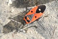 Melanocoryphus albomaculatus