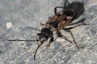 Rhyparochromus vulgaris