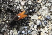 Pterotmetus staphyliniformis