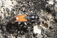 Pterotmetus staphyliniformis
