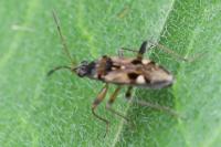 Beosus maritimus