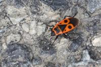 Pyrrhocoris apterus
