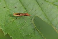 Metatropis rufescens